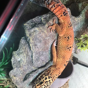 Meet your Posher, Heidi